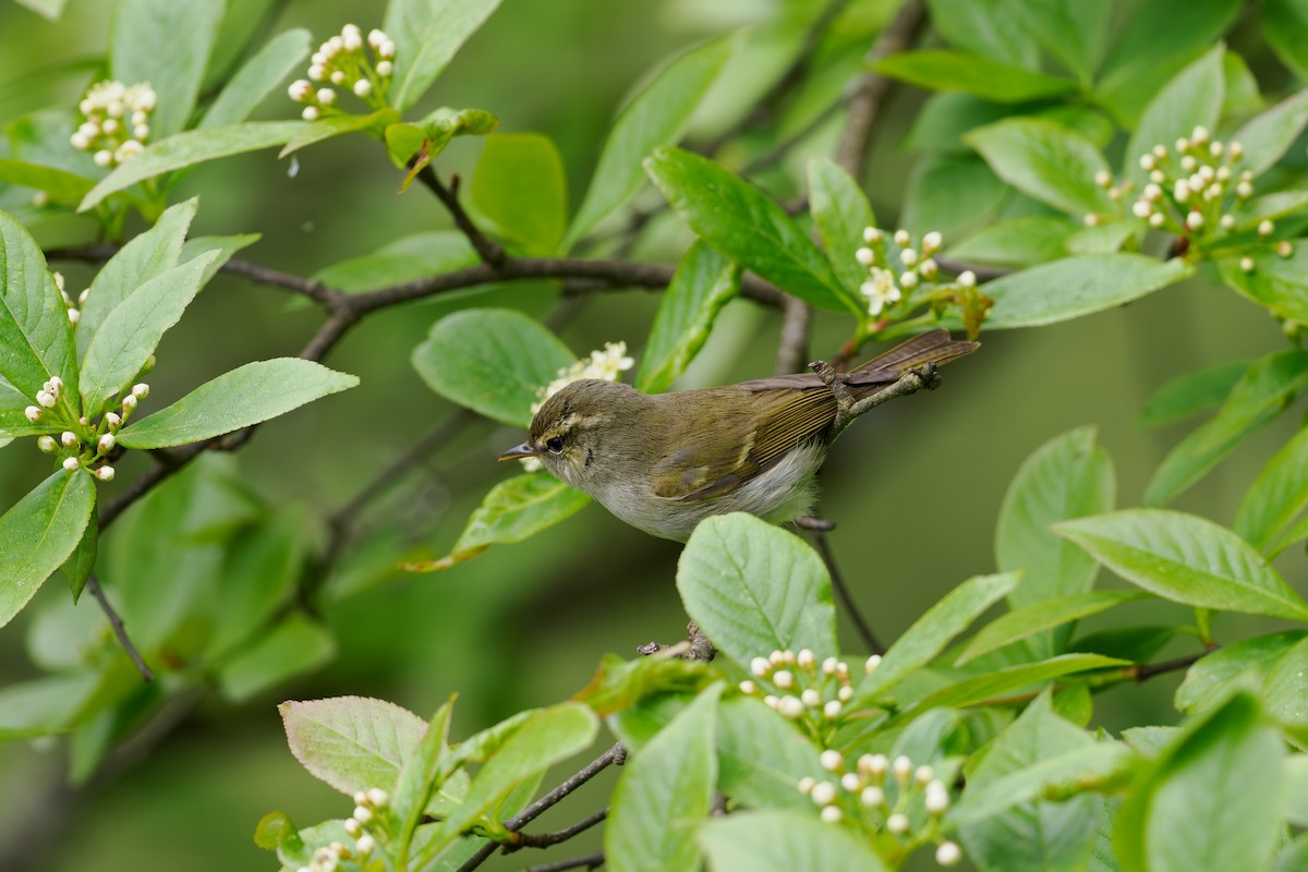 budníček zelený - ML646516247
