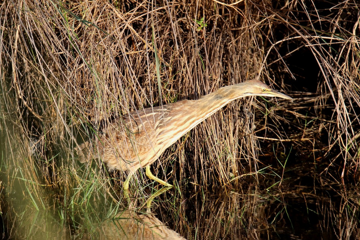 Бугай американський - ML646516249