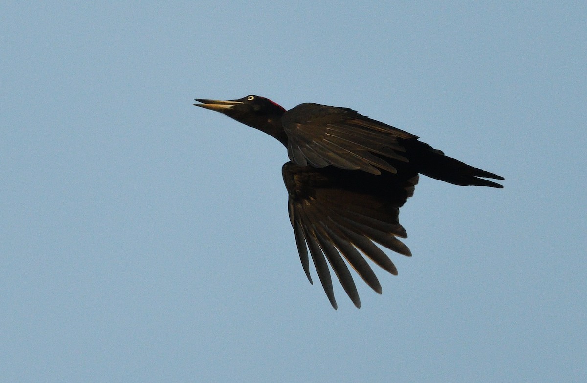 Black Woodpecker - ML646516255