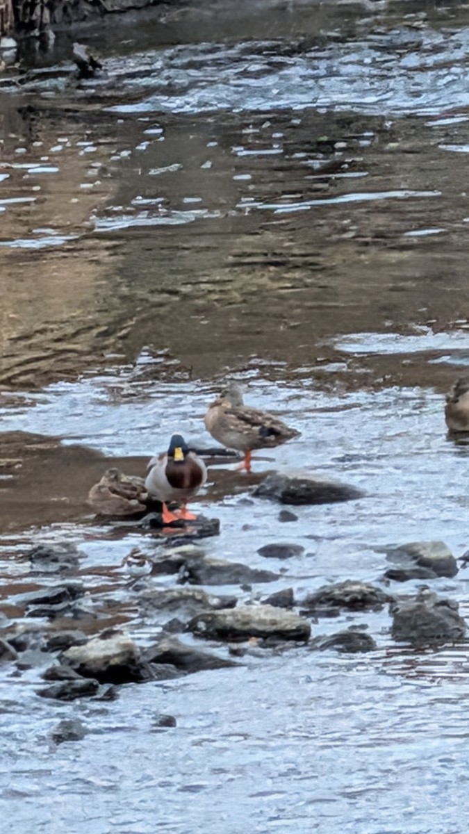 Killdeer - ML646516256