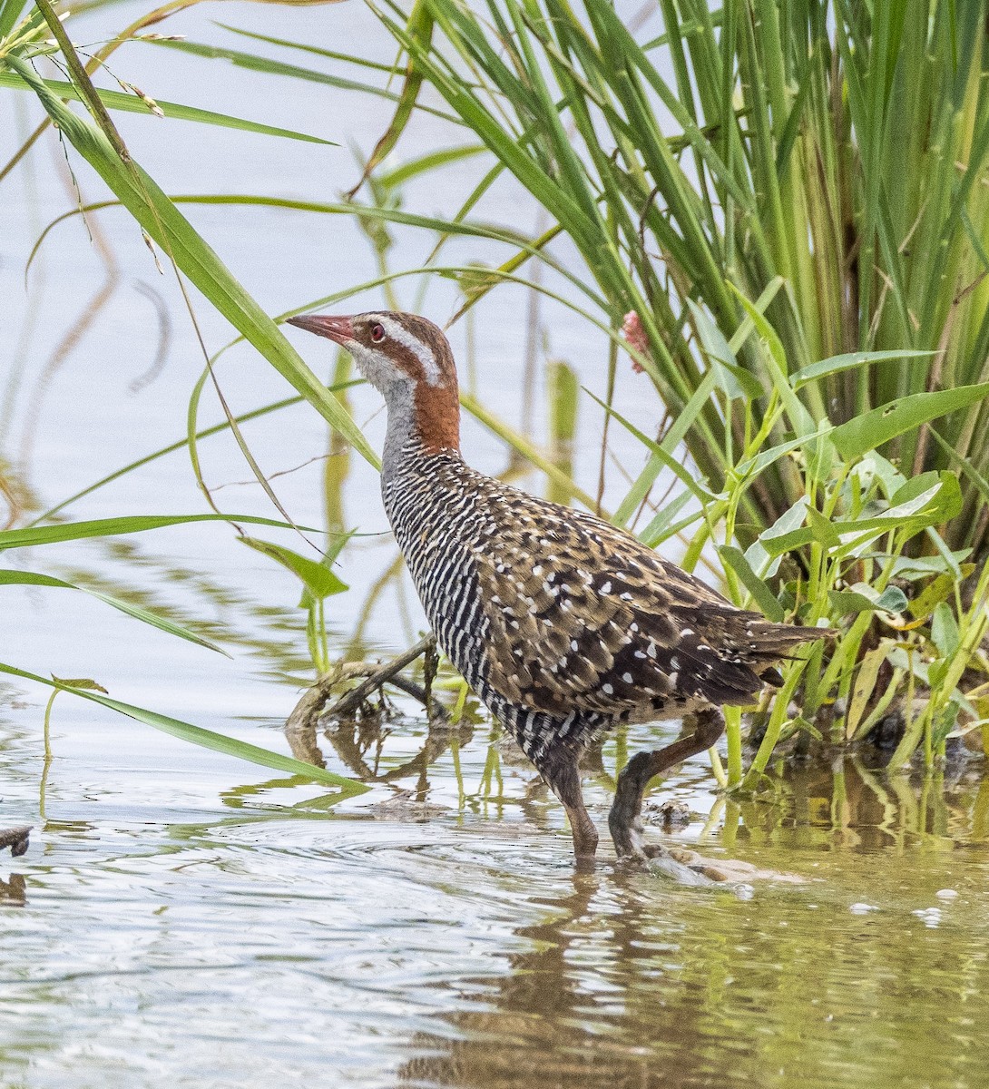 Buff-banded Rail - ML646516260