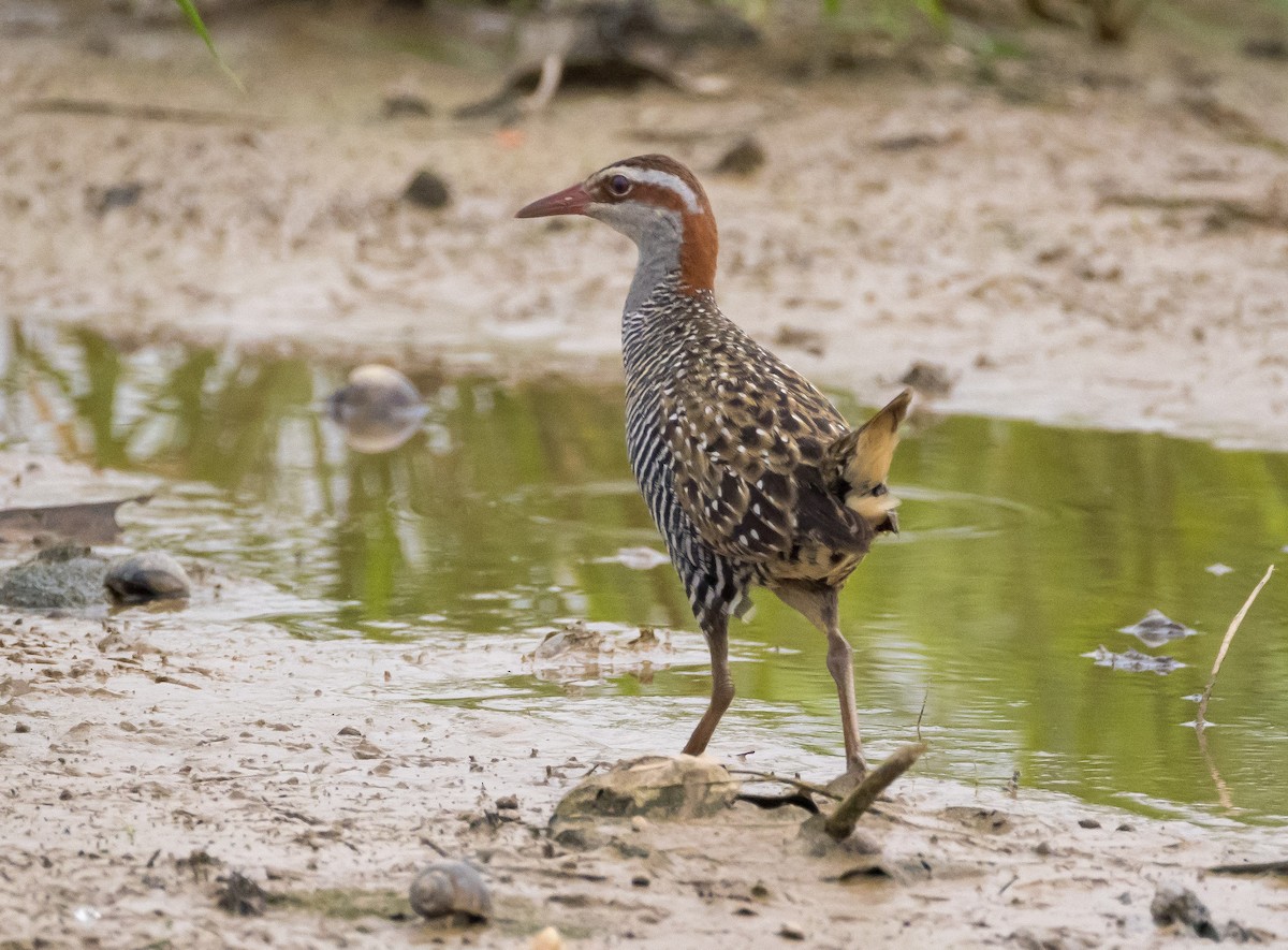 Buff-banded Rail - ML646516261