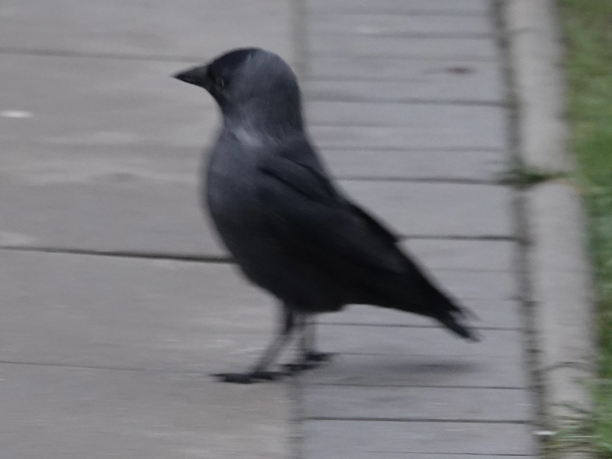 Eurasian Jackdaw - ML646516262