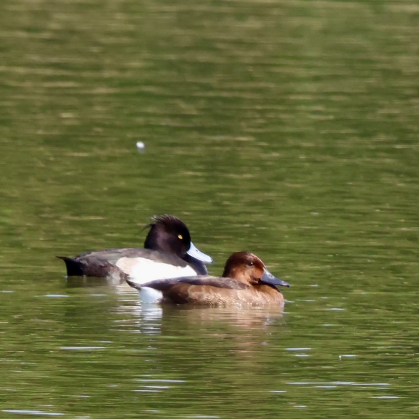 潛鴨屬 - ML646516264