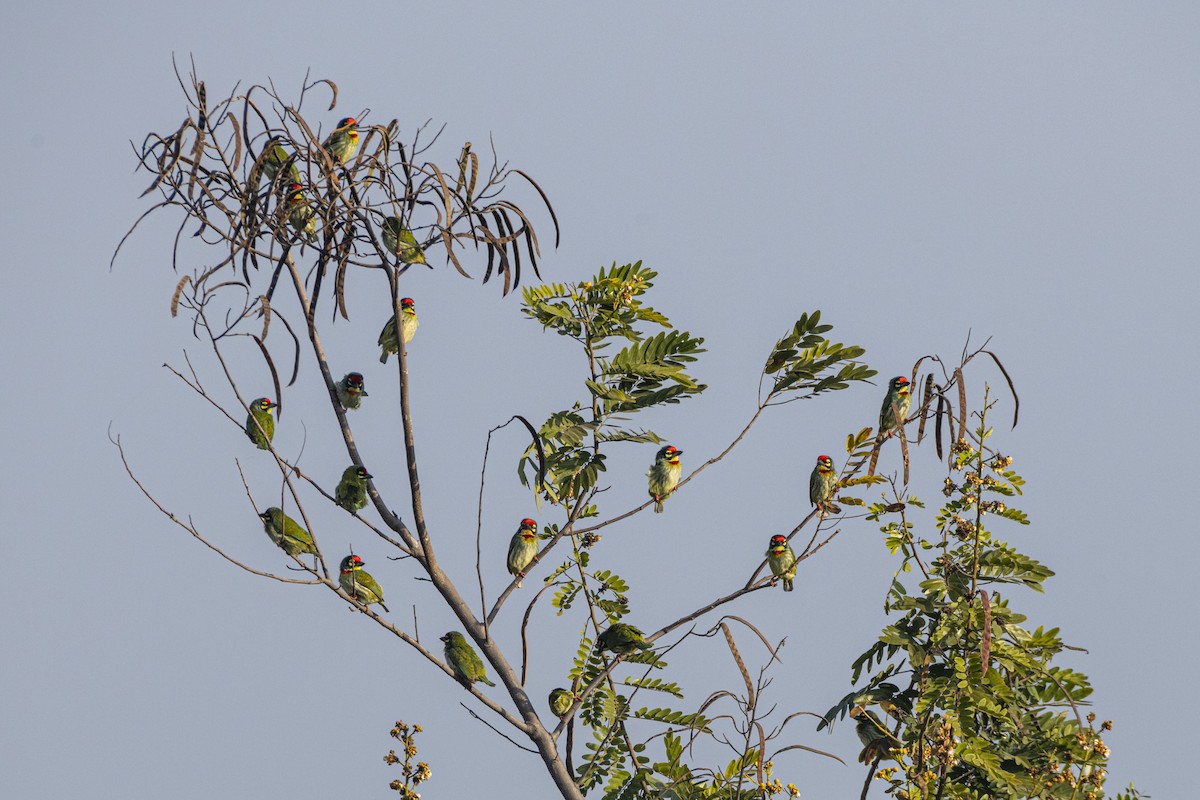 Coppersmith Barbet - ML646516268