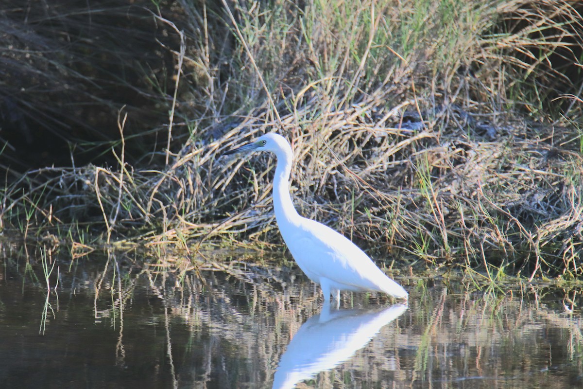 Чепура блакитна - ML646516269