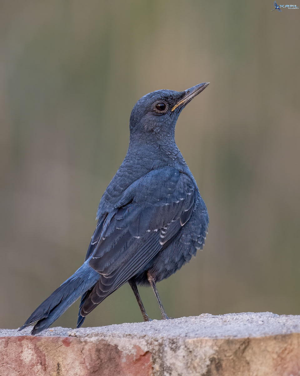Passero solitario - ML646516270