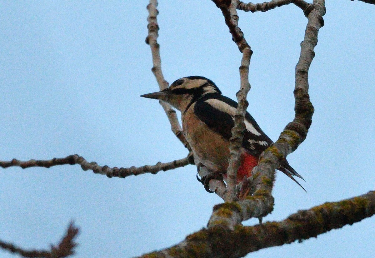 Great Spotted Woodpecker - ML646516284