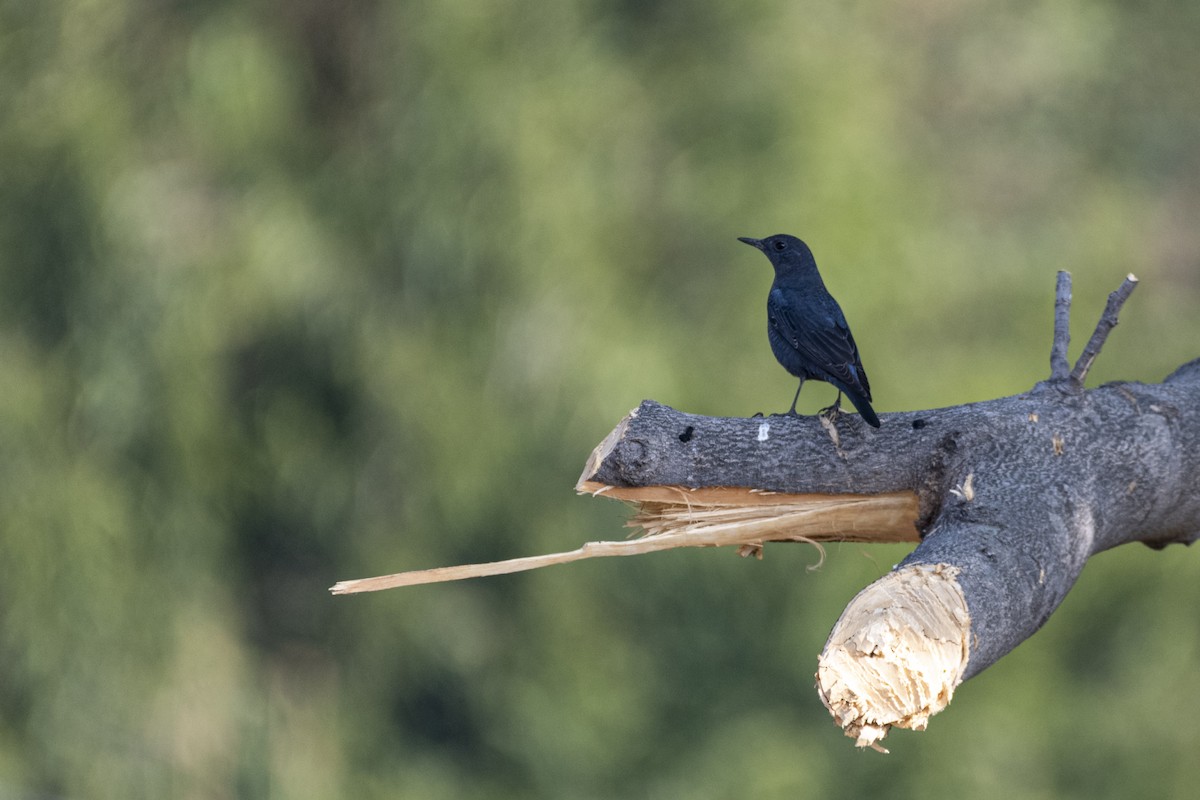 Monticole bleu - ML646516285