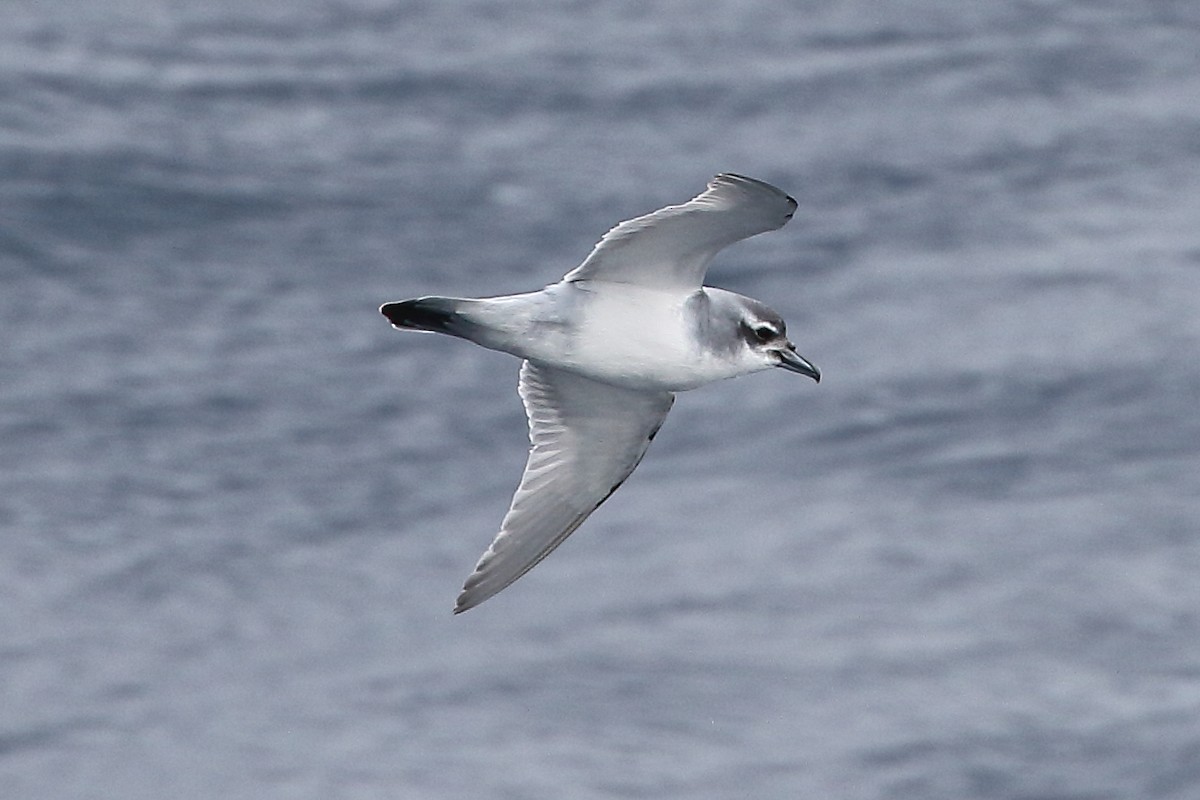 クジラドリ科 - ML646516288