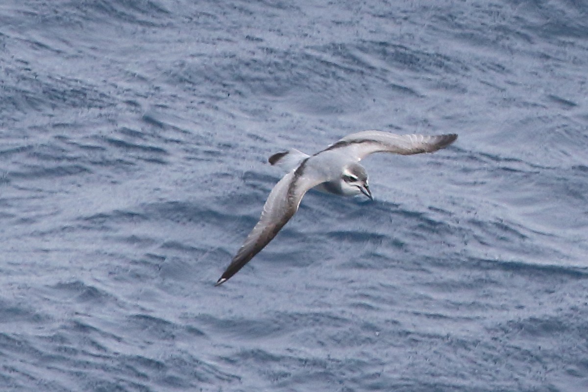 クジラドリ科 - ML646516289