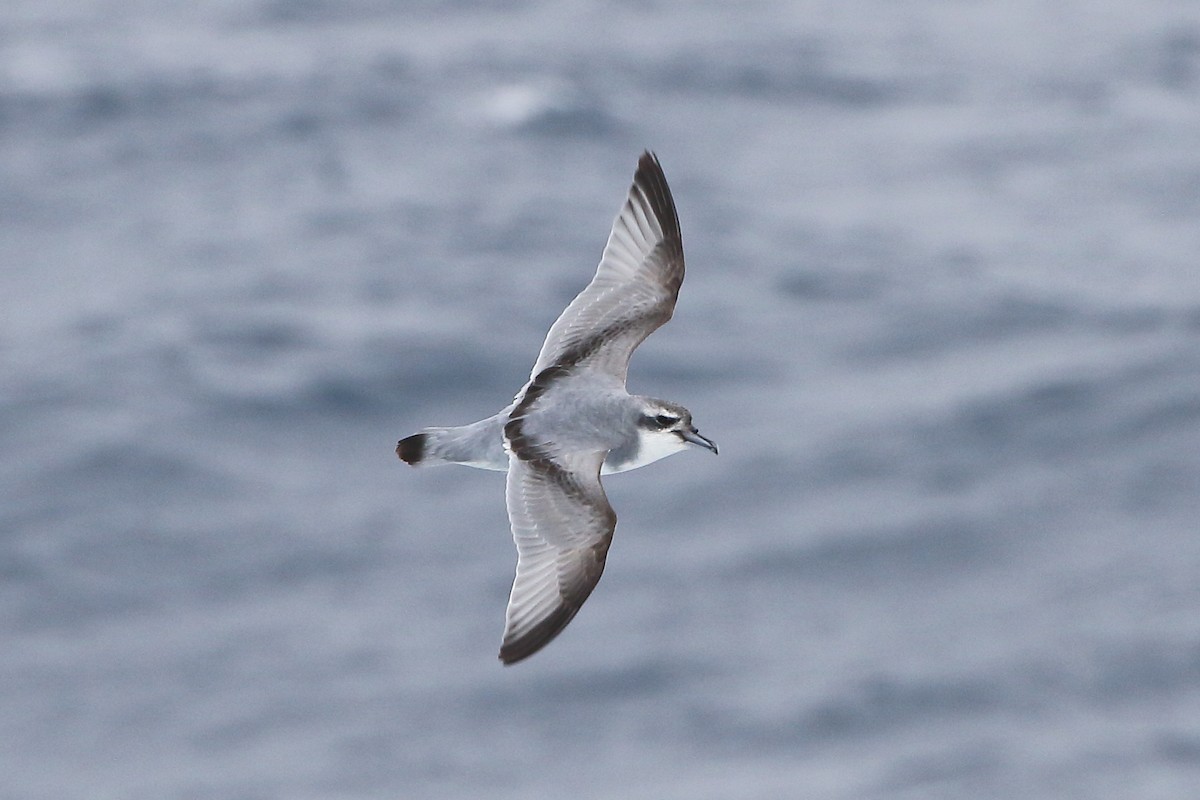 Пріон sp. - ML646516290