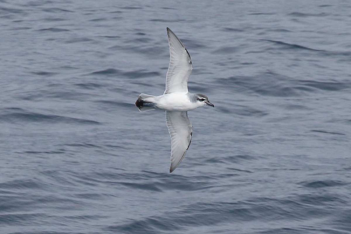 Пріон sp. - ML646516291