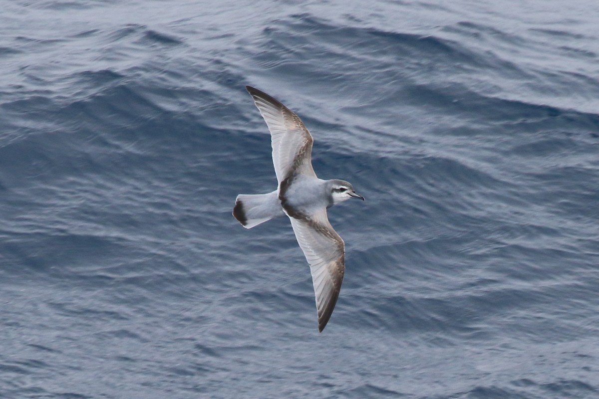 Пріон sp. - ML646516292