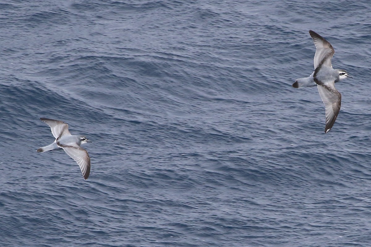 Пріон sp. - ML646516293