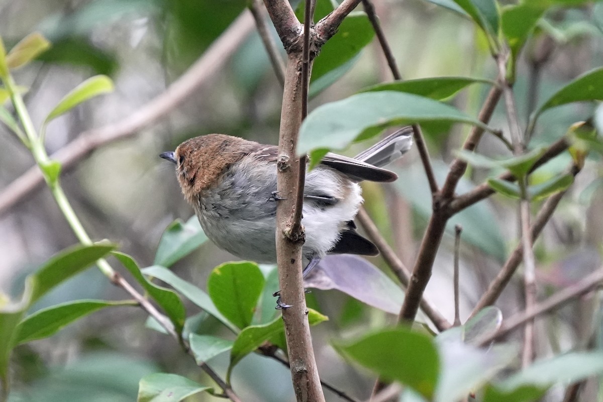 Kauai Monarkı - ML646516295