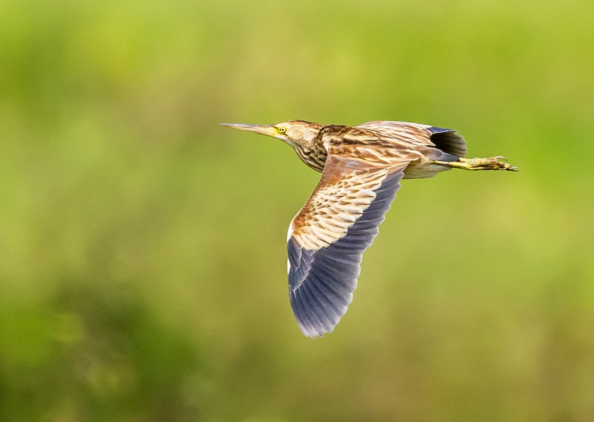 Yellow Bittern - ML646516296