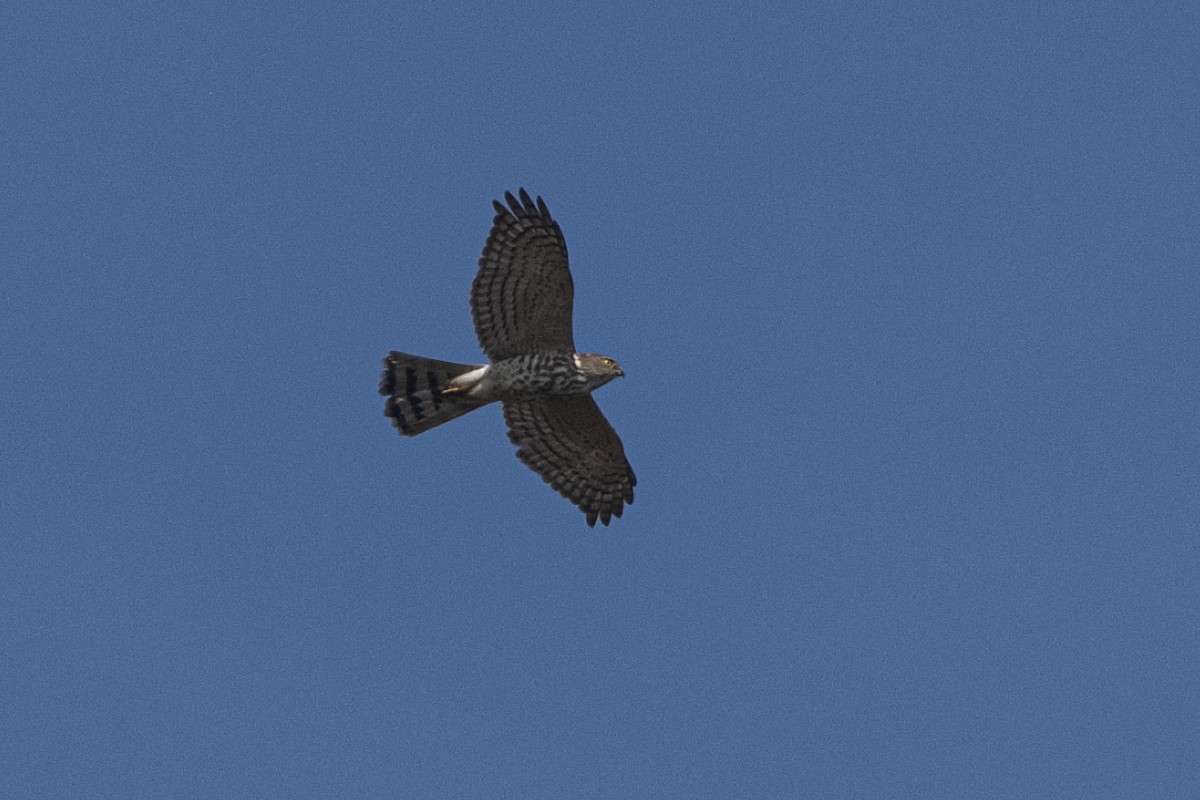 Épervier shikra - ML646516297