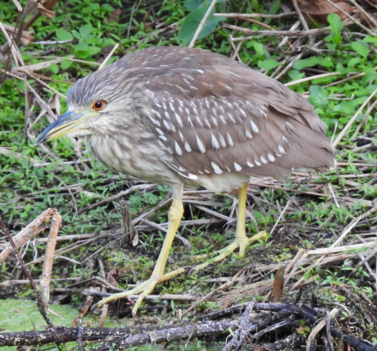 夜鷺 - ML646516299