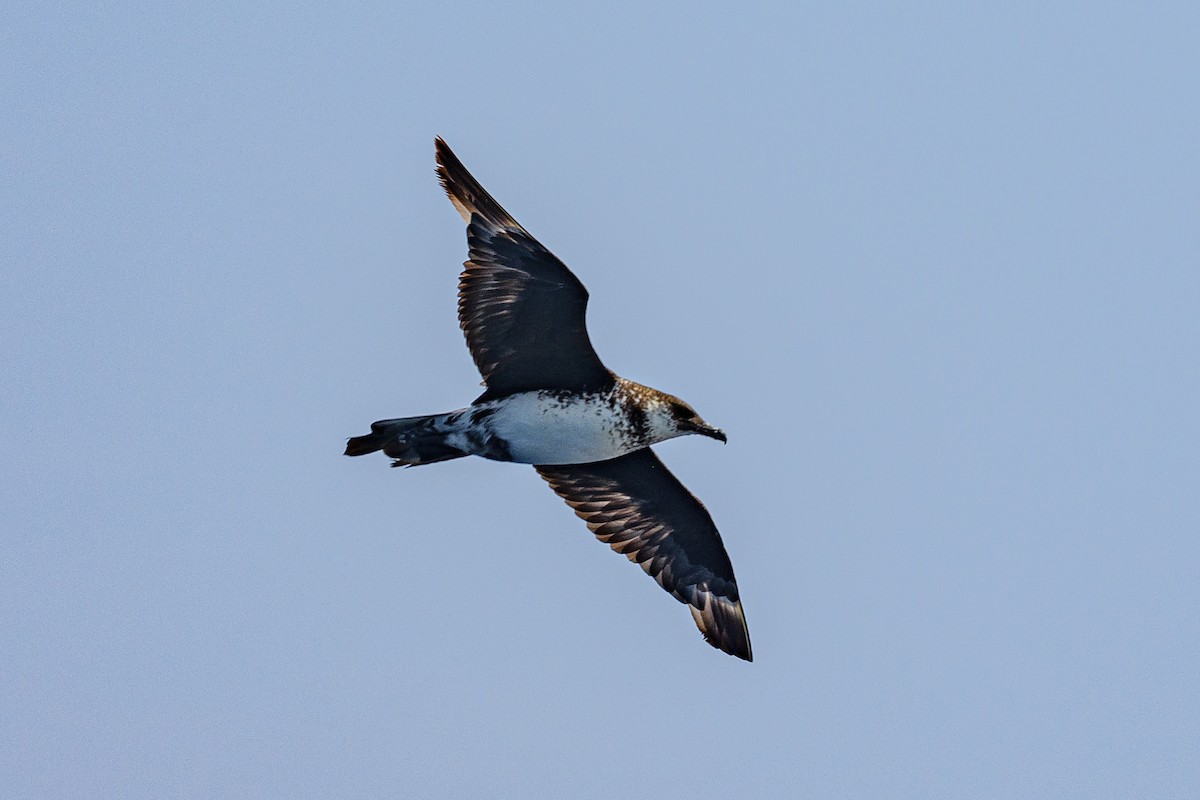 Pomarine Jaeger - ML646516301