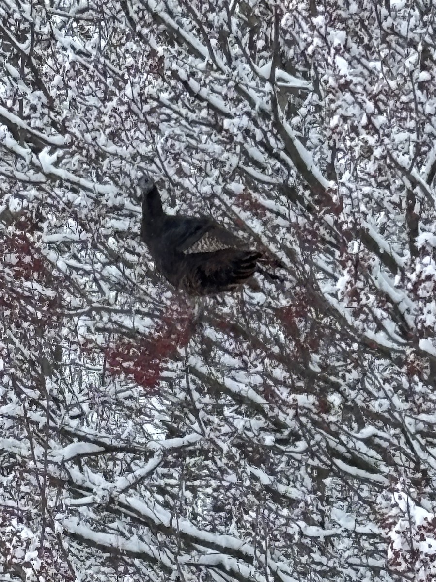 kalkun - ML646516302