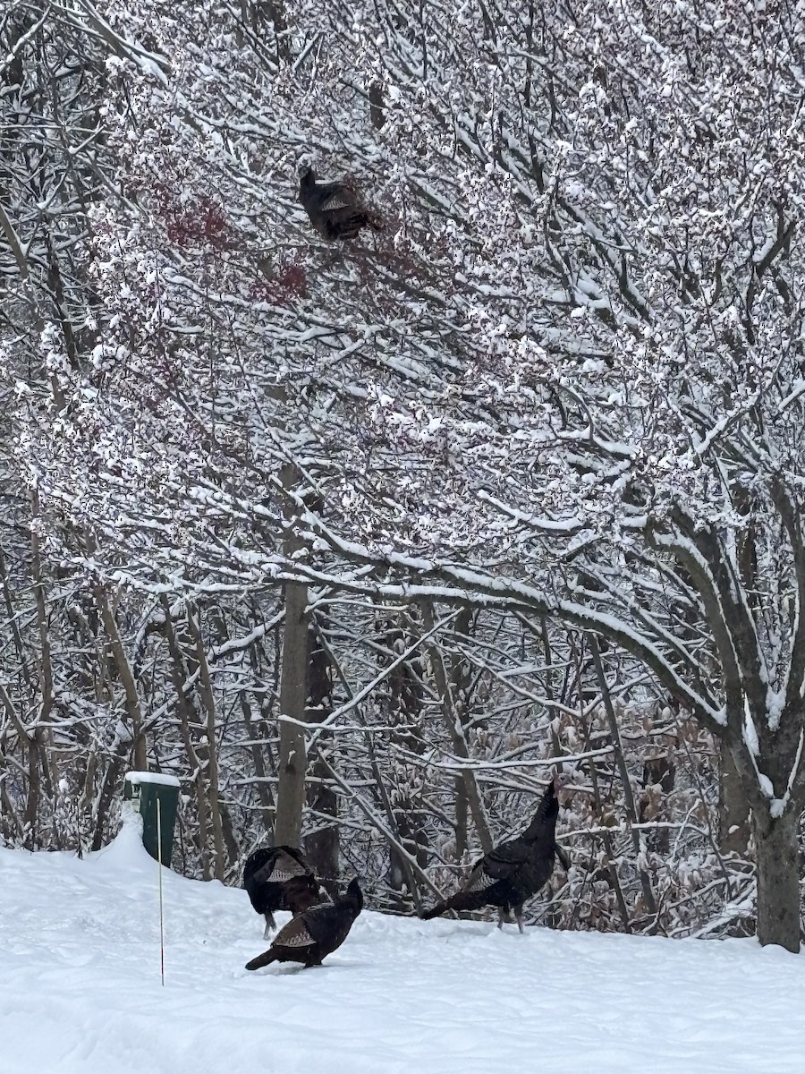 kalkun - ML646516303