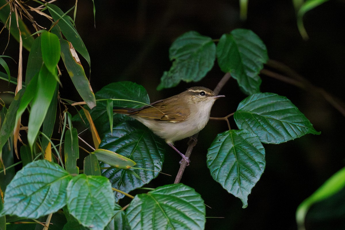 Вівчарик довгодзьобий - ML646516304