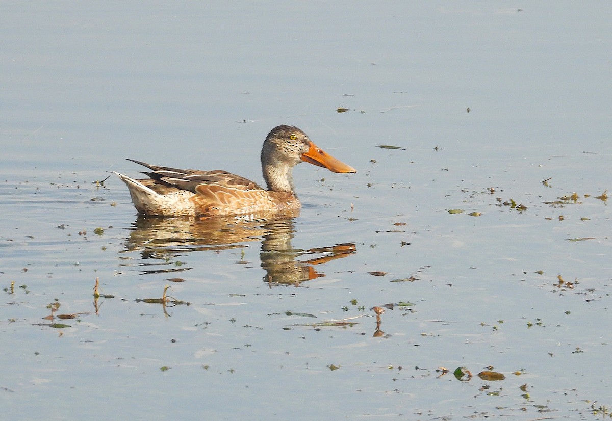 Широконіска північна - ML646516305