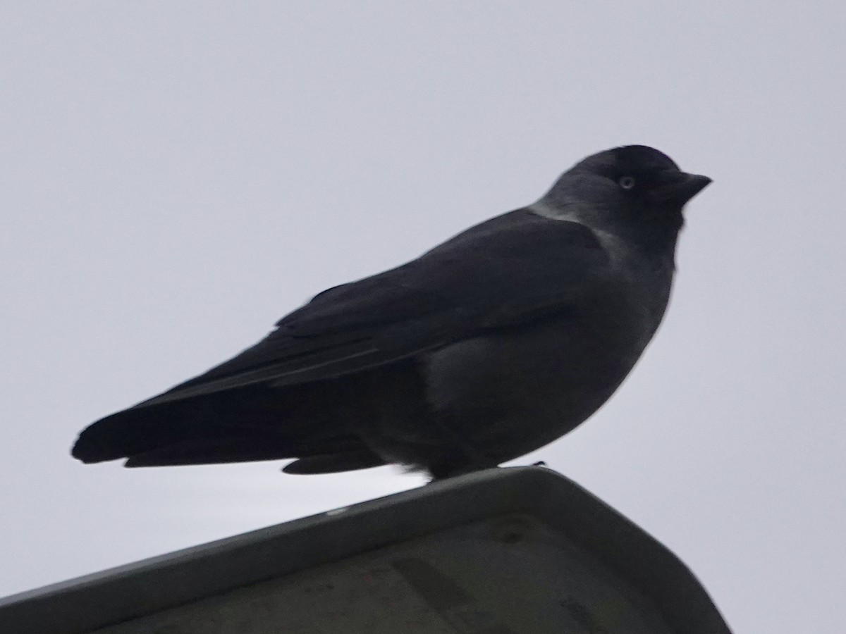 Галка звичайна - ML646516306