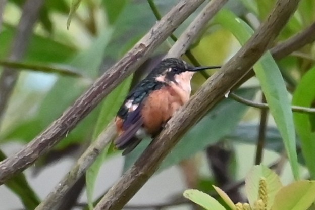 Колібрі-іскринка рубіновогорлий - ML646516307