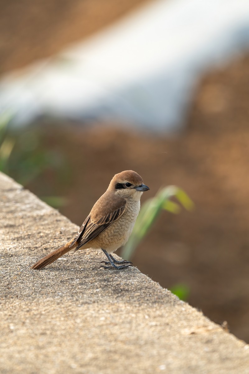 Сорокопуд сибірський - ML646516308