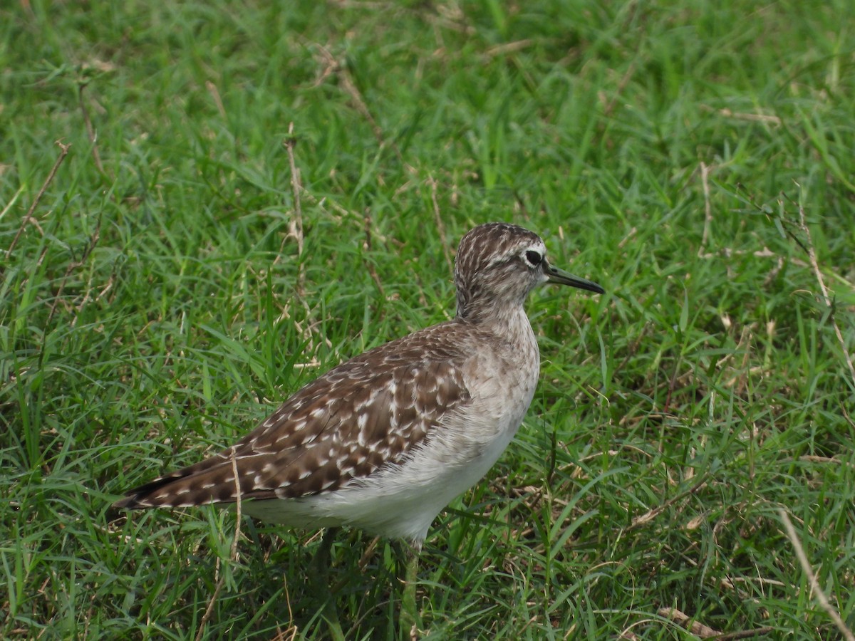 Коловодник болотяний - ML646516310