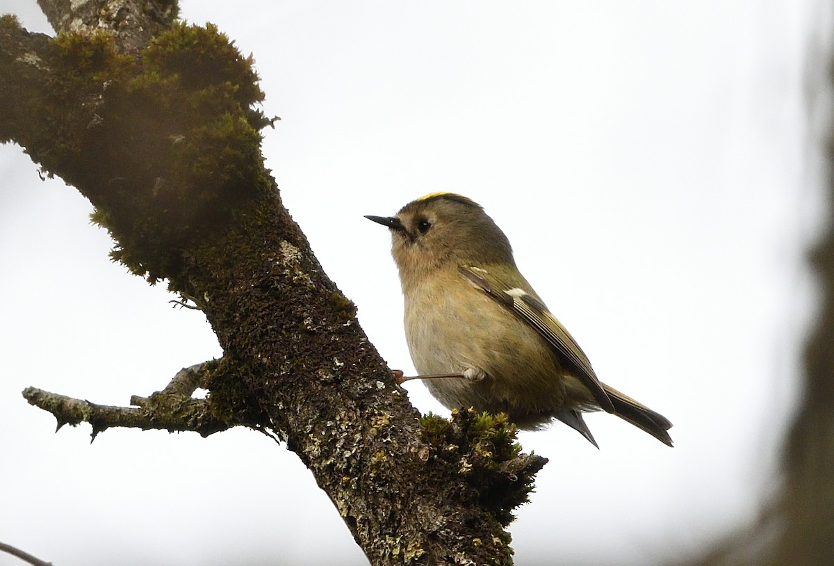 Золотомушка жовточуба - ML646516311