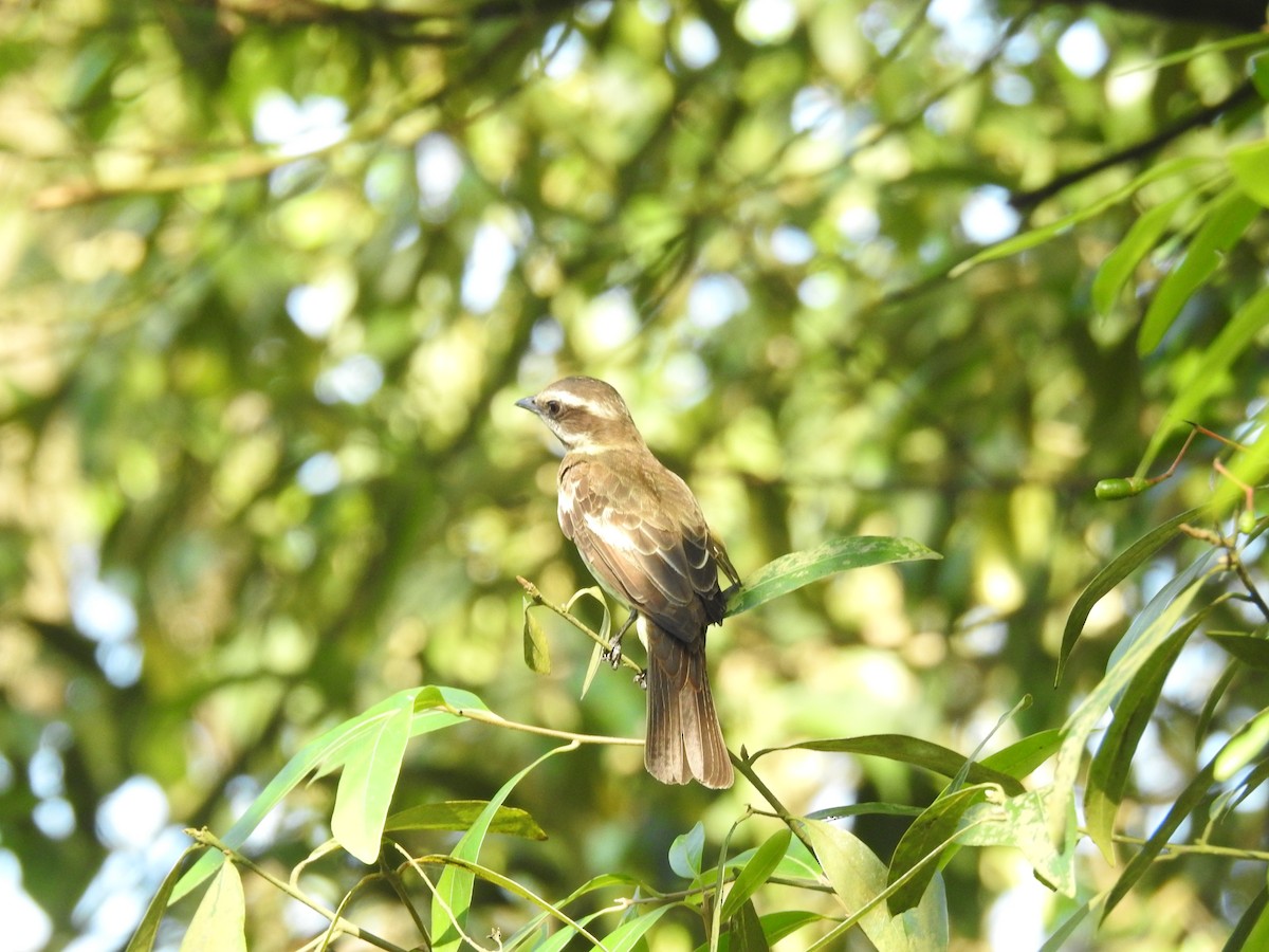 Тиран-розбійник - ML646516313