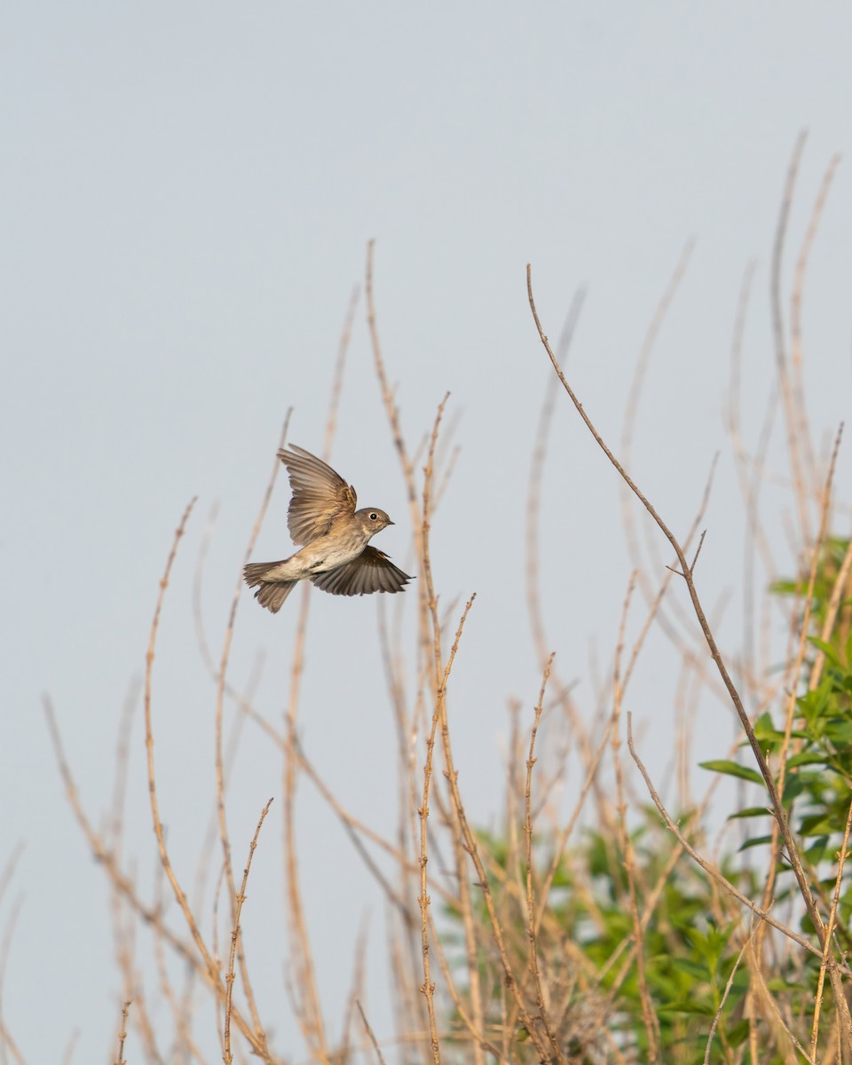 Мухоловка сибірська - ML646516314