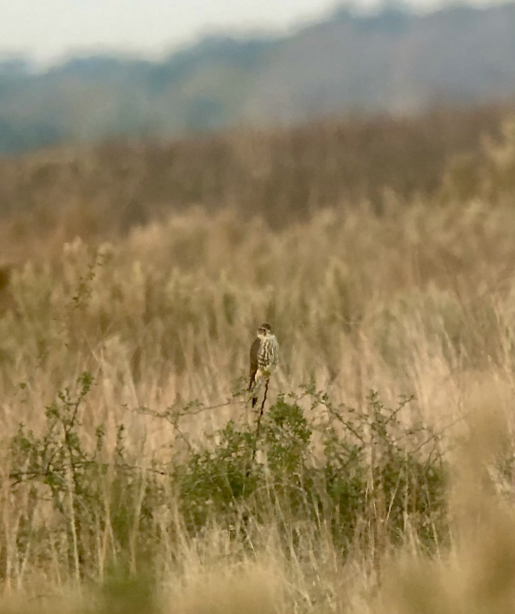 Підсоколик малий - ML646516315