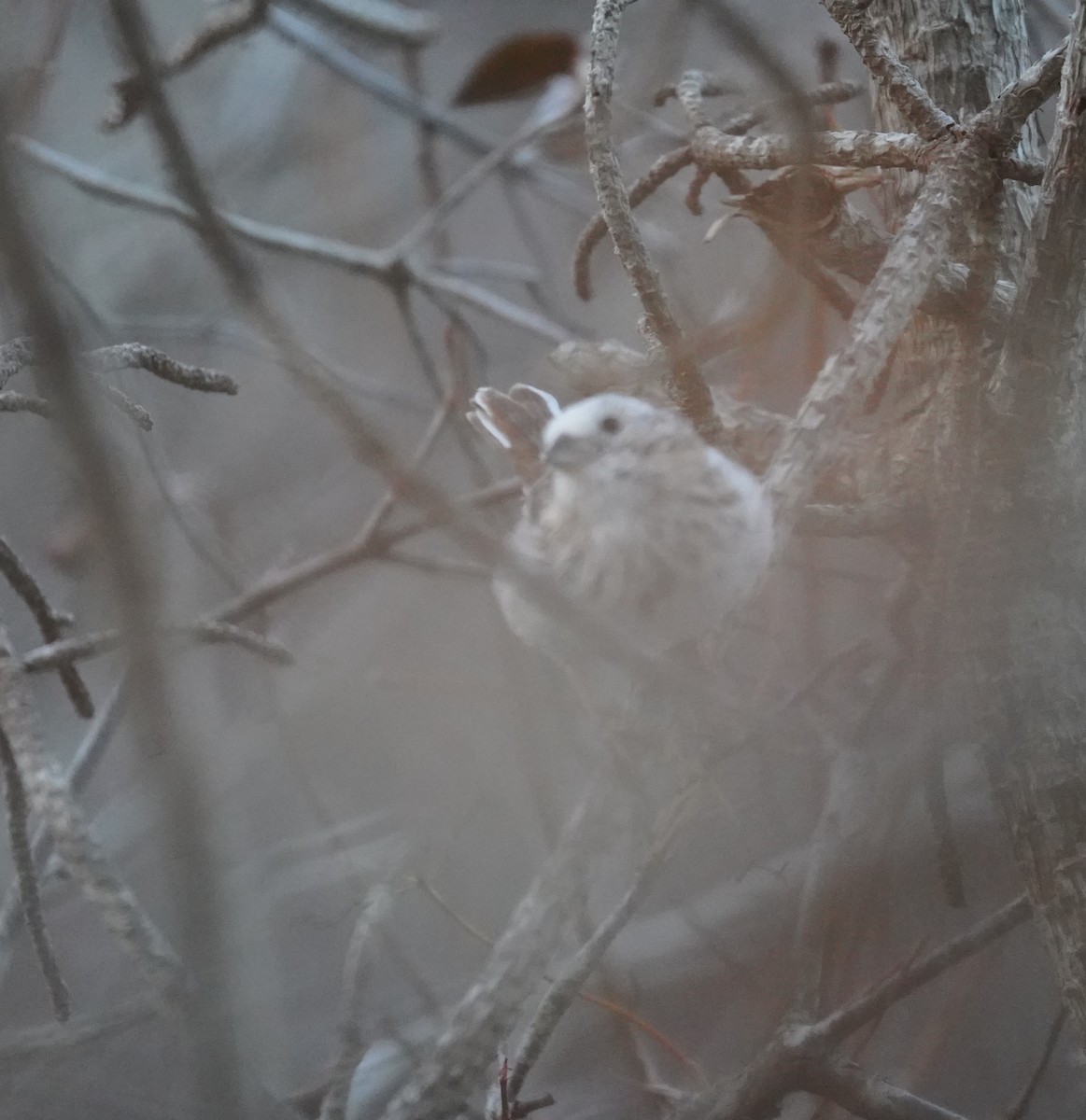 Чечевиця садова - ML646516316