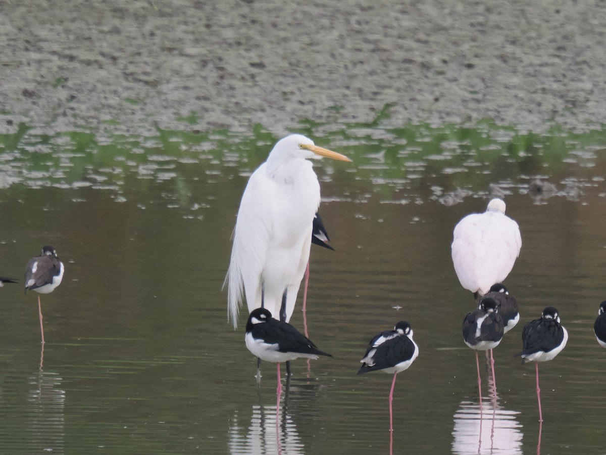 Чапля велика - ML646516317