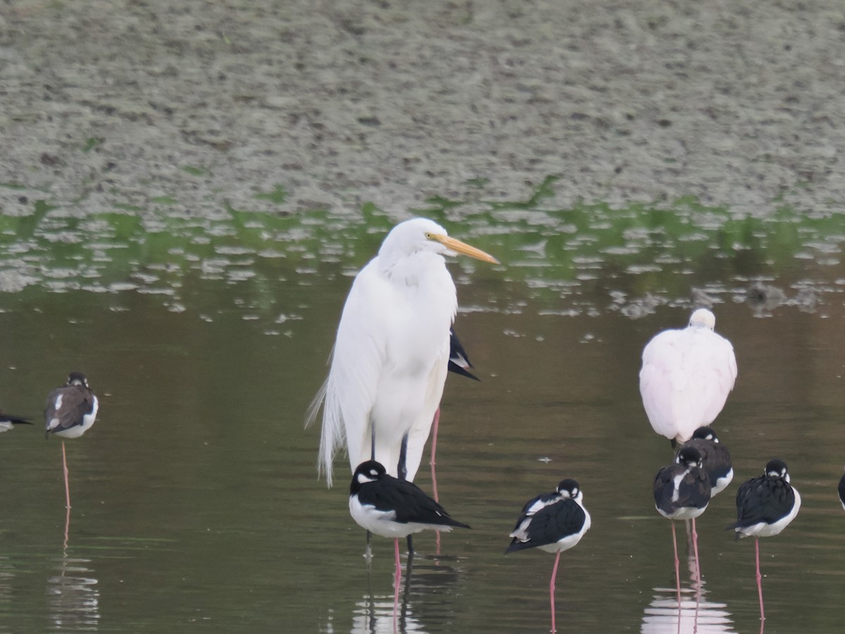 Чапля велика - ML646516318