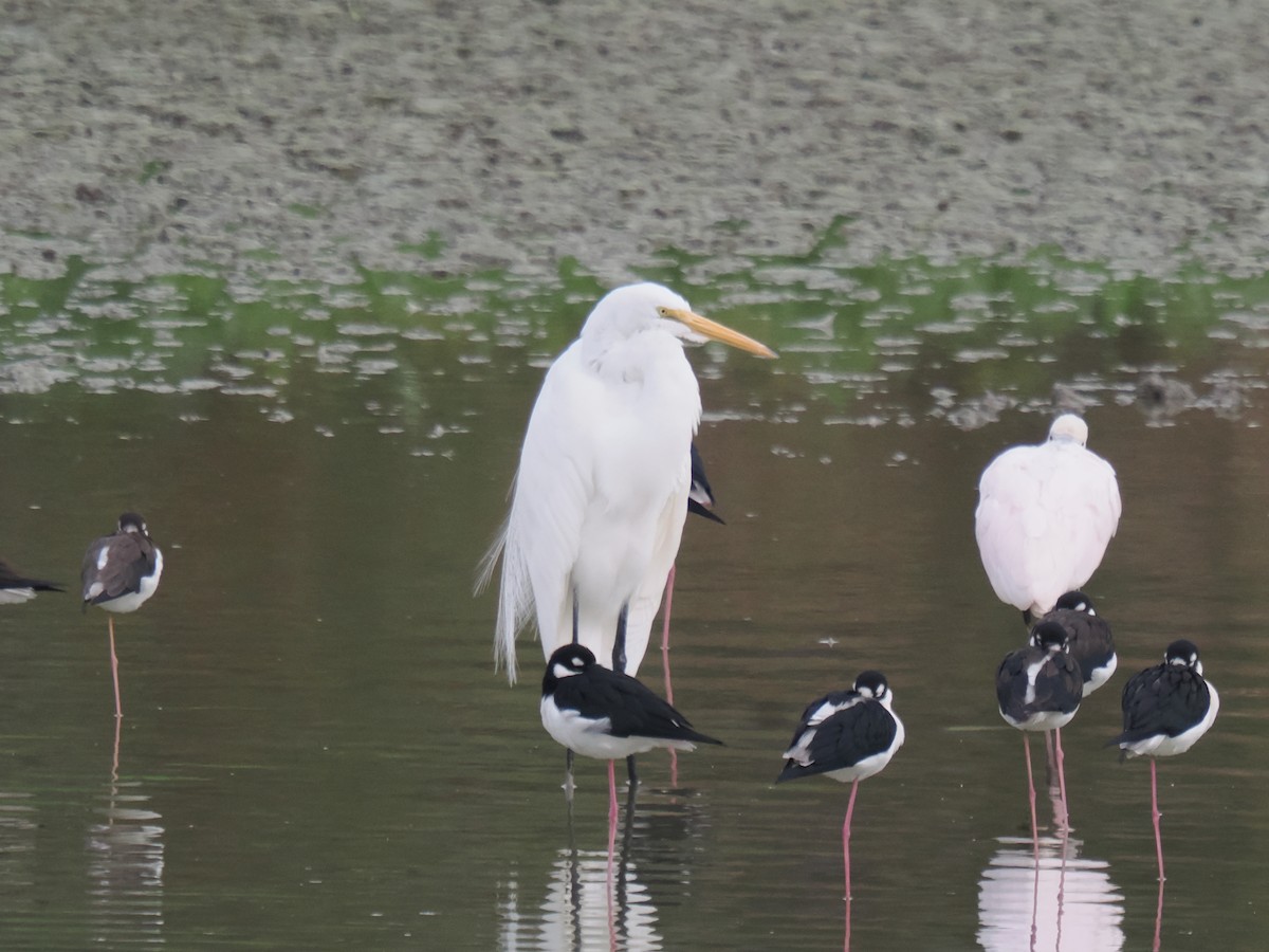 Чапля велика - ML646516319