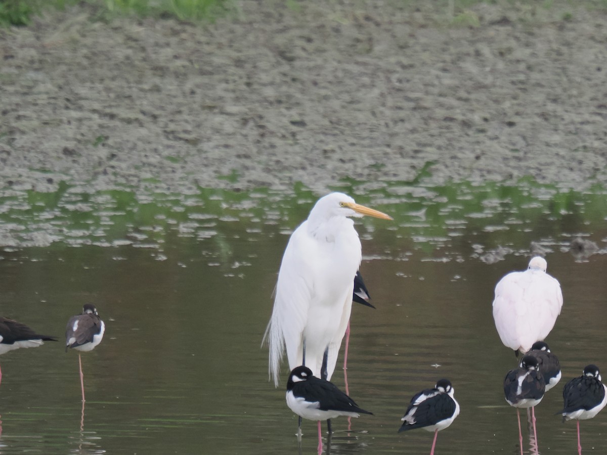 Чапля велика - ML646516320