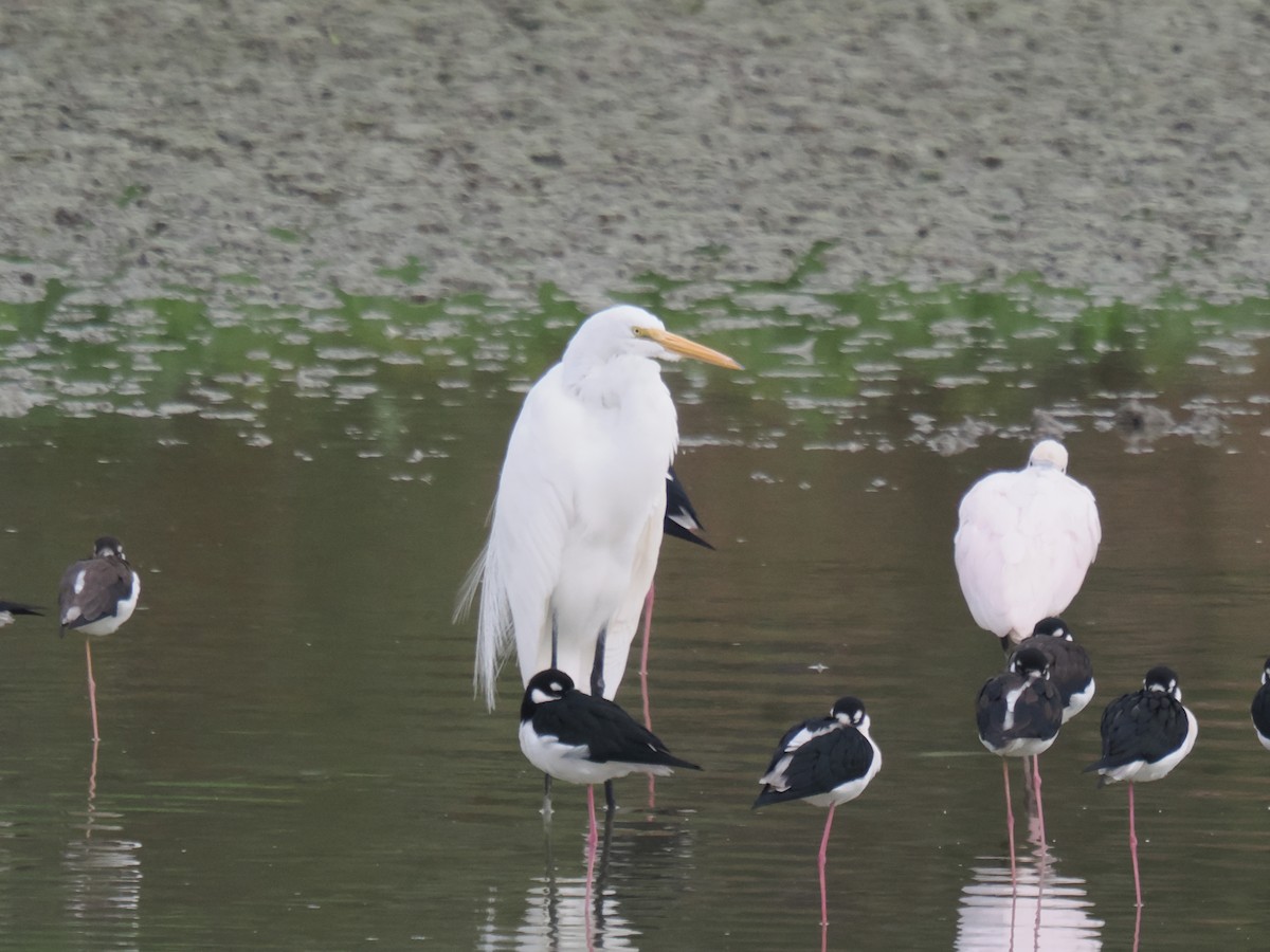 Чапля велика - ML646516321