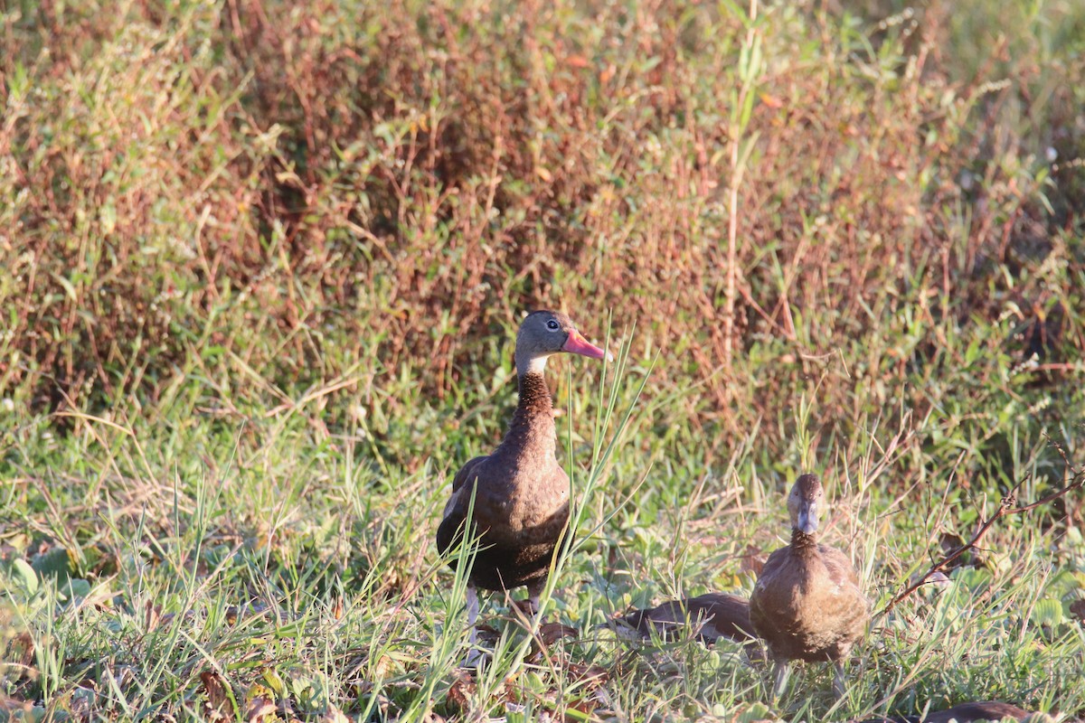 Свистач червонодзьобий - ML646516322