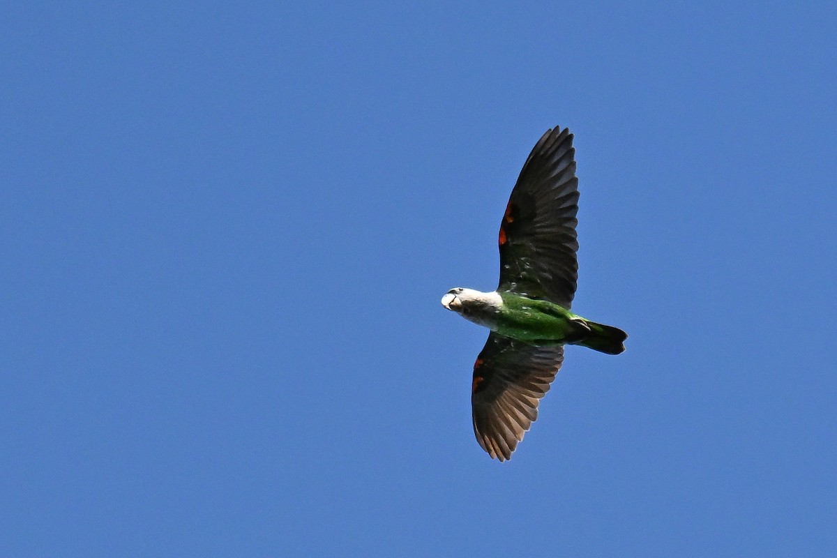 Папуга-довгокрил бурошиїй - ML646516323