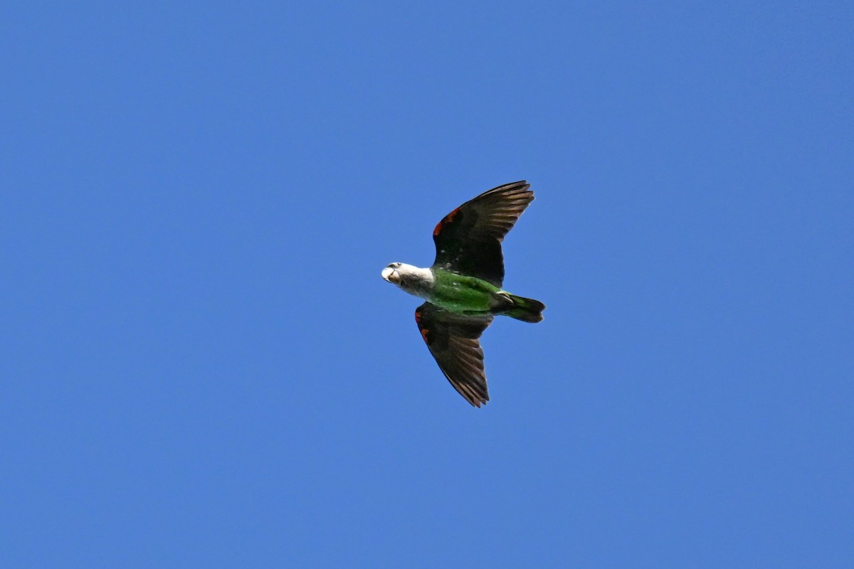 Папуга-довгокрил бурошиїй - ML646516324