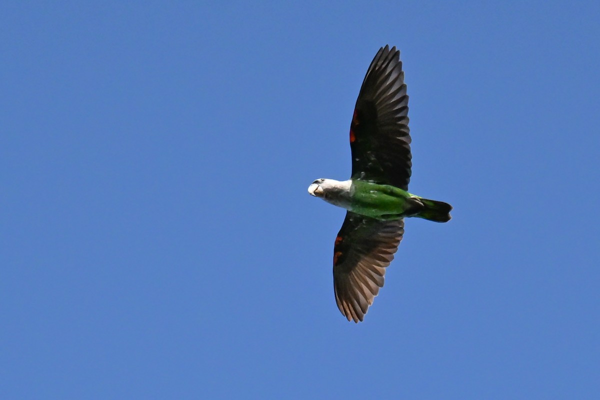 Папуга-довгокрил бурошиїй - ML646516325