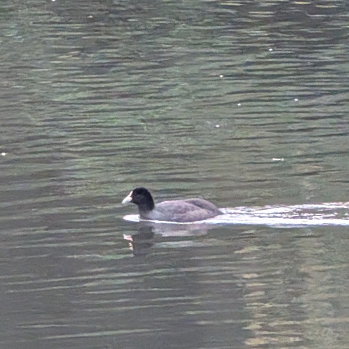 Лиска звичайна - ML646516326