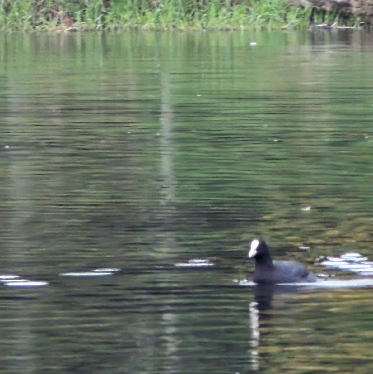 Лиска звичайна - ML646516327