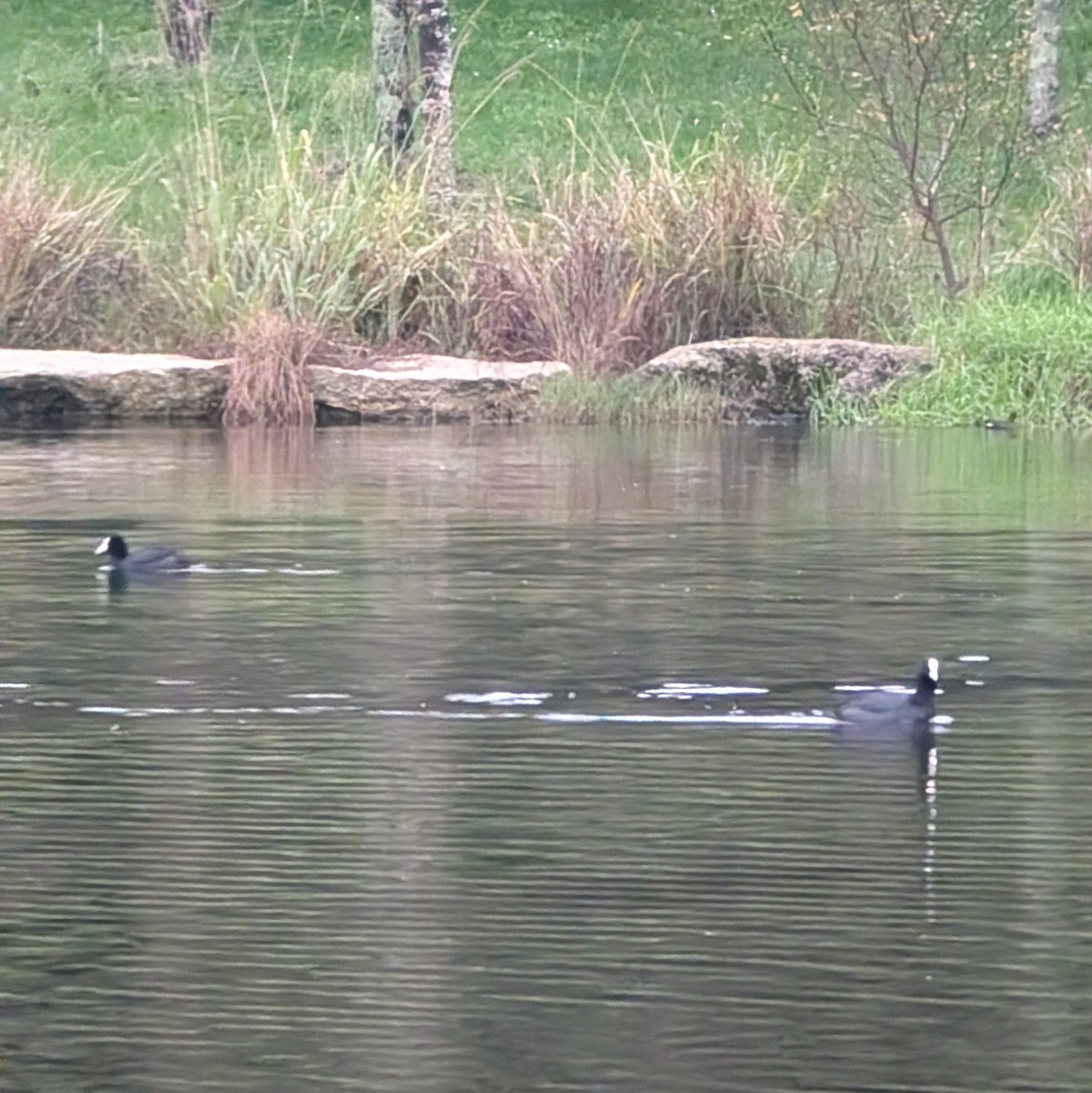 Лиска звичайна - ML646516328