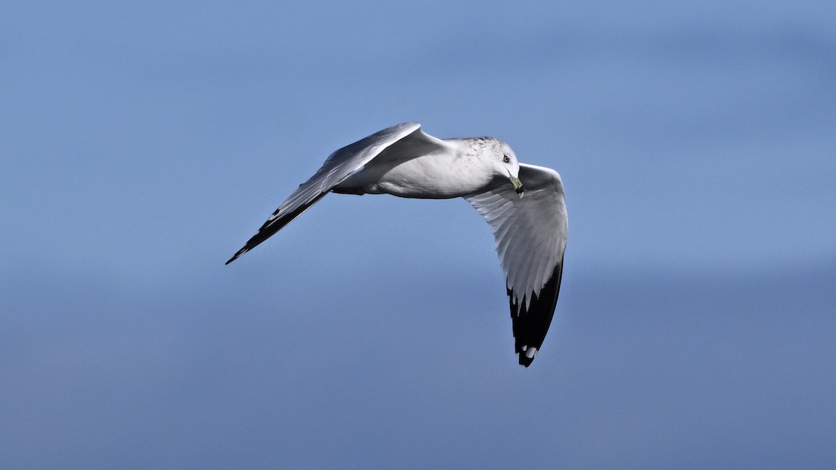 Мартин делаверський - ML646516329